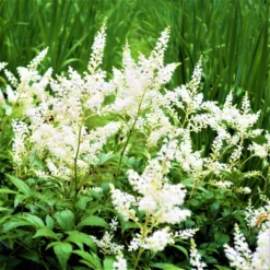 Astilbe - Younique White