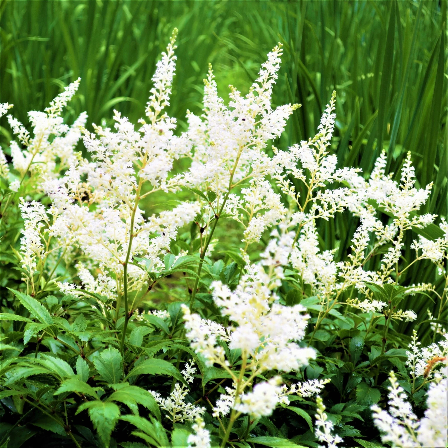 Astilbe - Younique White