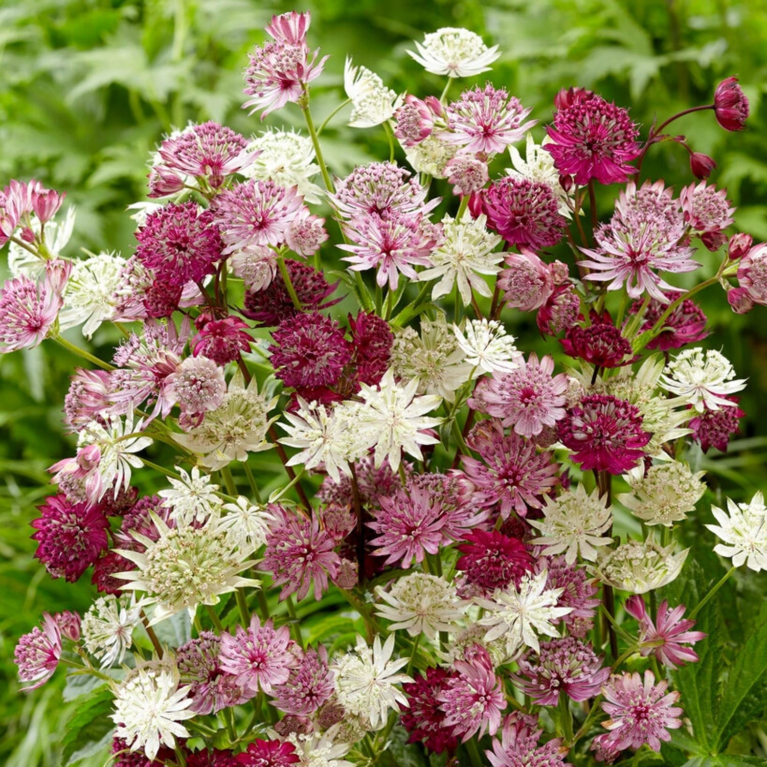 Astrantia - Sparkling Stars Mix