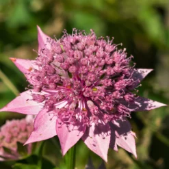 Astrantia - Roma
