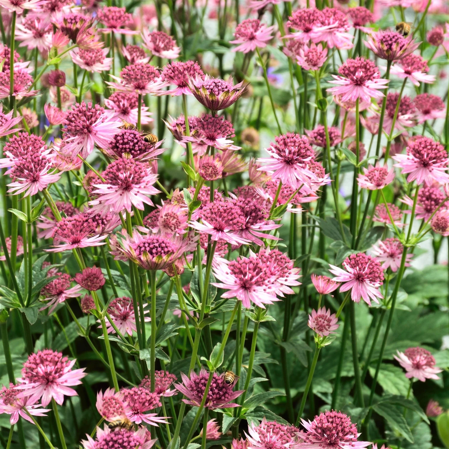 Astrantia - Roma - Image 2