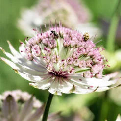 Astrantia - Sunningdale Variegated
