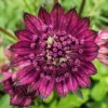 Astrantia - Venice