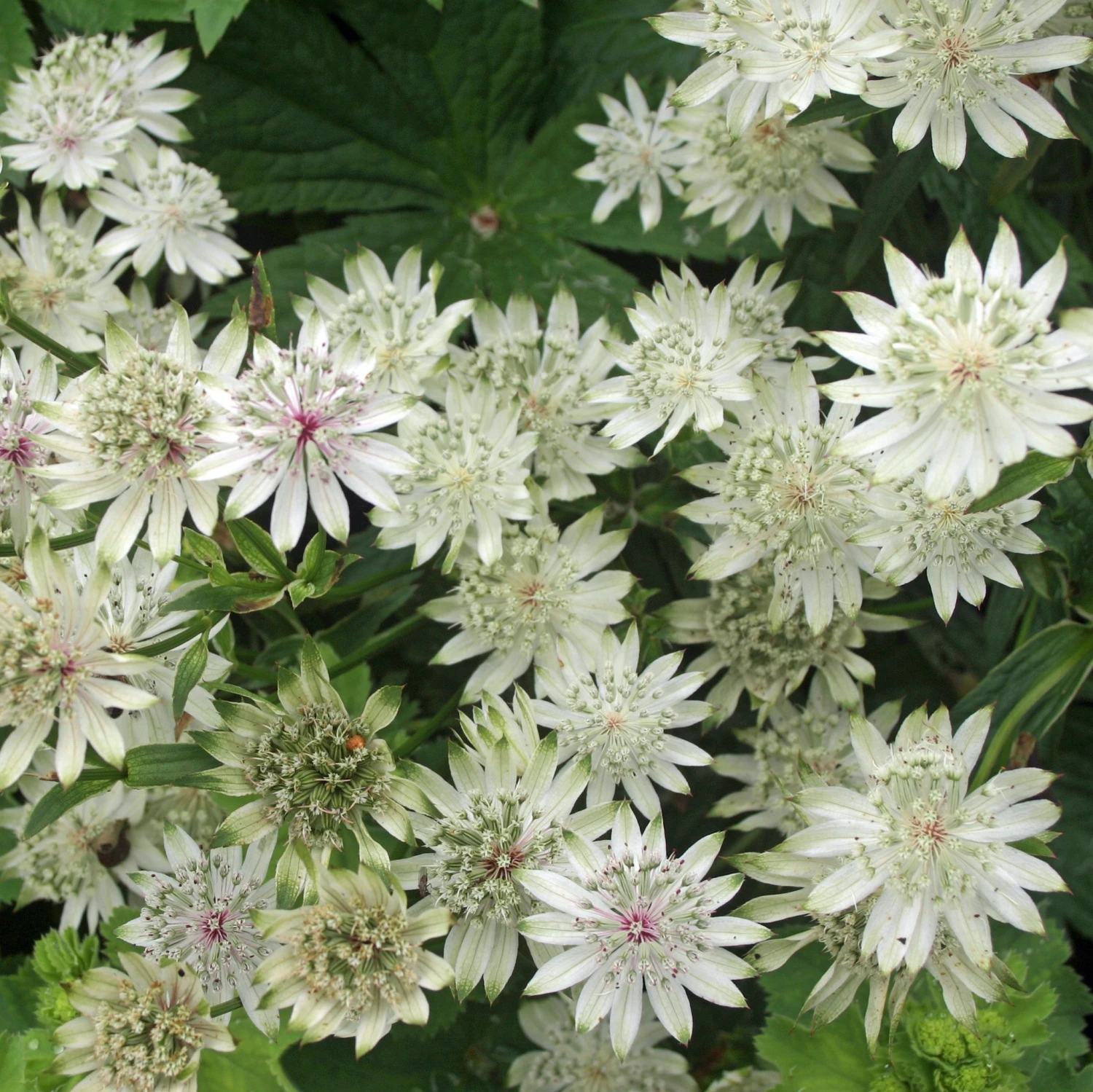 Astrantia - Sunningdale Variegated - Image 2