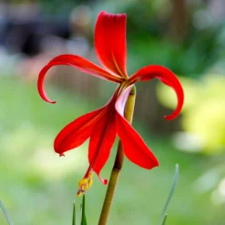 Sprekelia - Aztec Lily