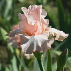 Bearded Iris - Califlora Beverly Sills (Reblooming)