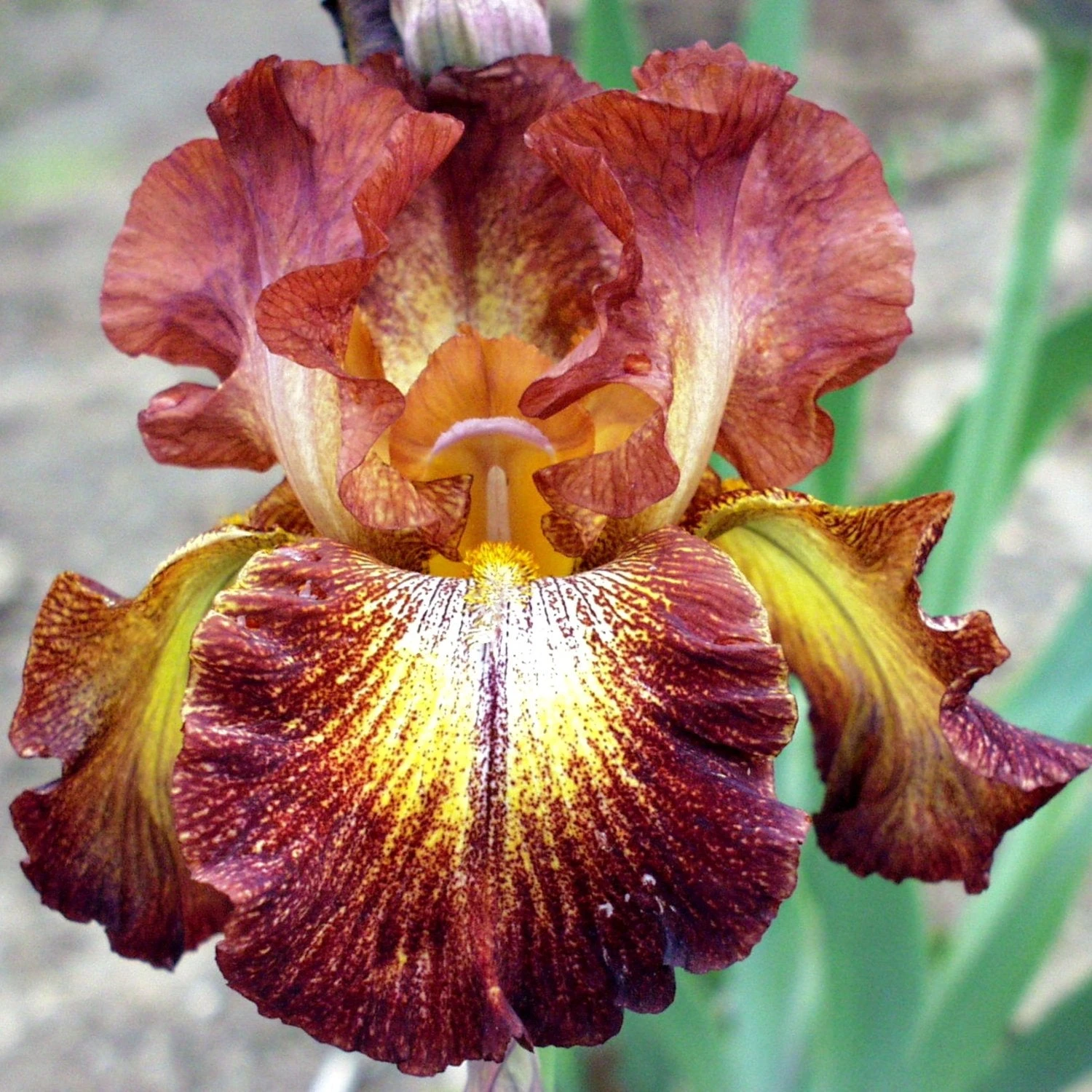 Bearded Iris - Califlora Paprika Fono (Reblooming)
