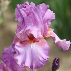 Bearded Iris - Califlora Persian Berry (Reblooming)