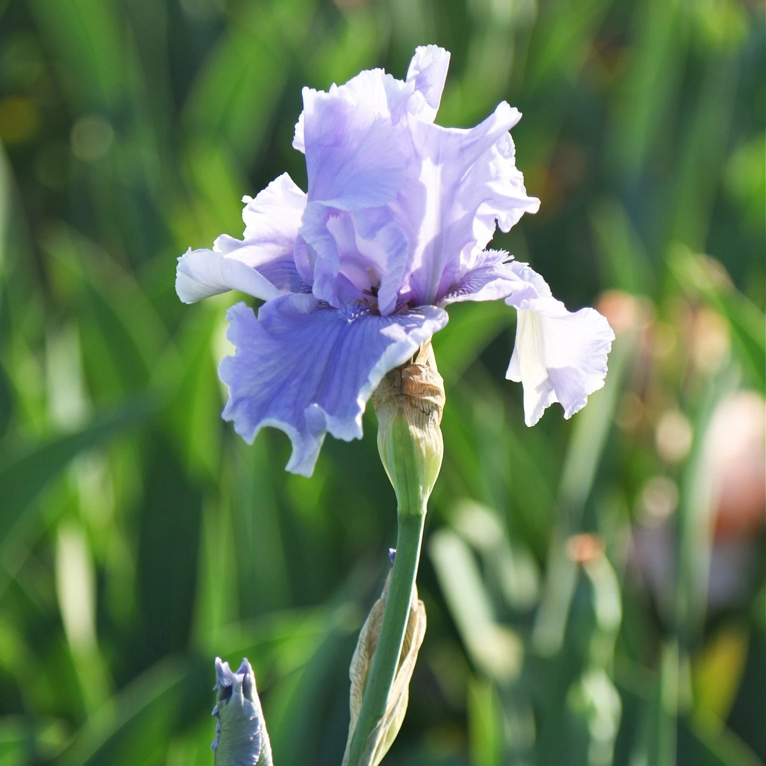 Bearded Iris - Califlora Rio Vista (Reblooming) - Image 2