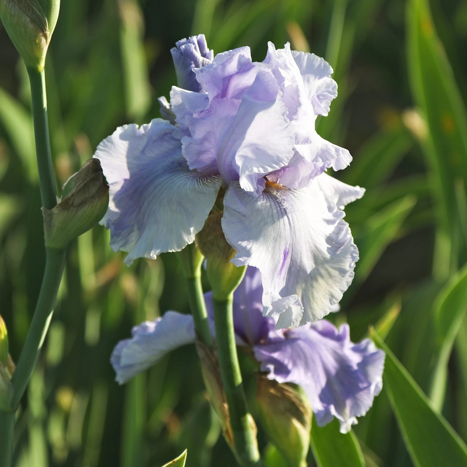 Bearded Iris - Califlora Rio Vista (Reblooming) - Image 3