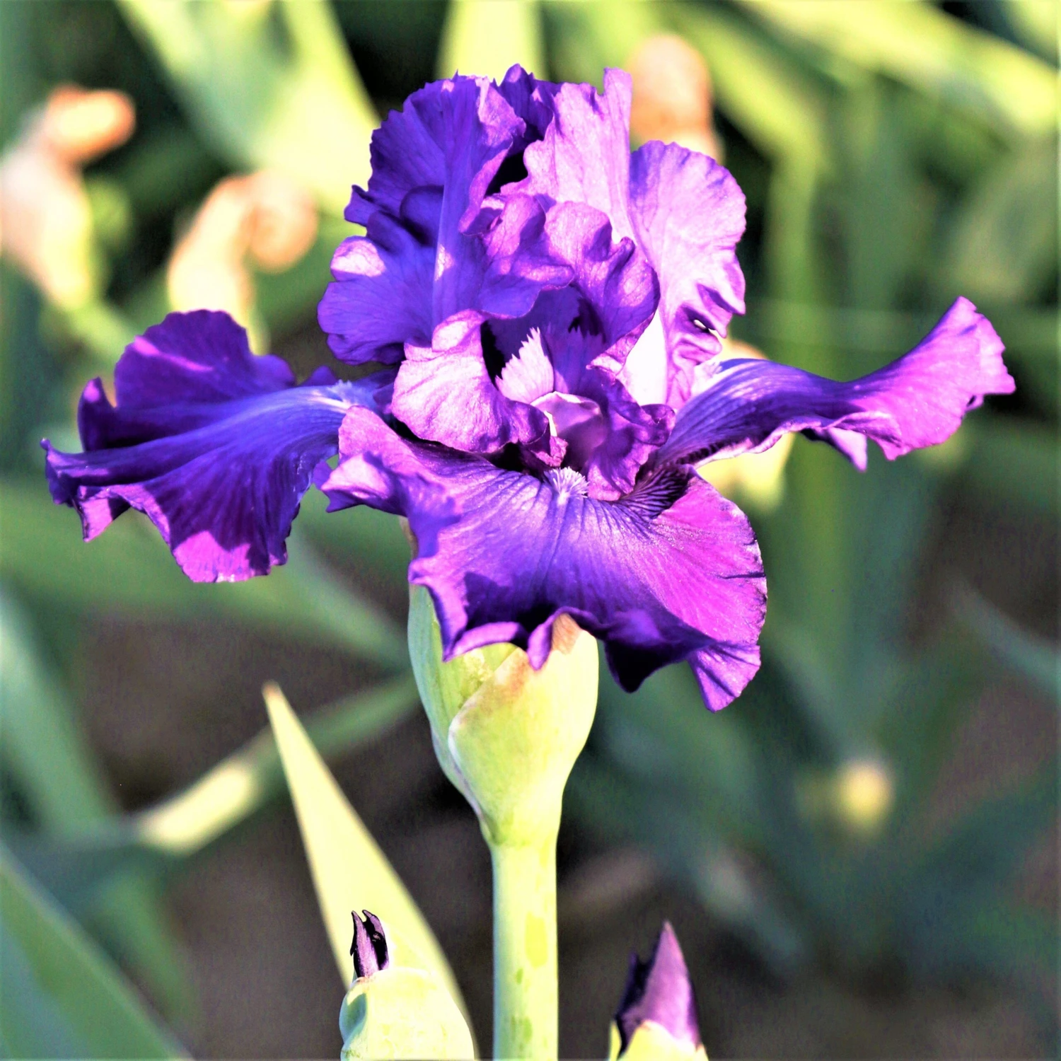 Bearded Iris - Califlora Dashing (Reblooming)