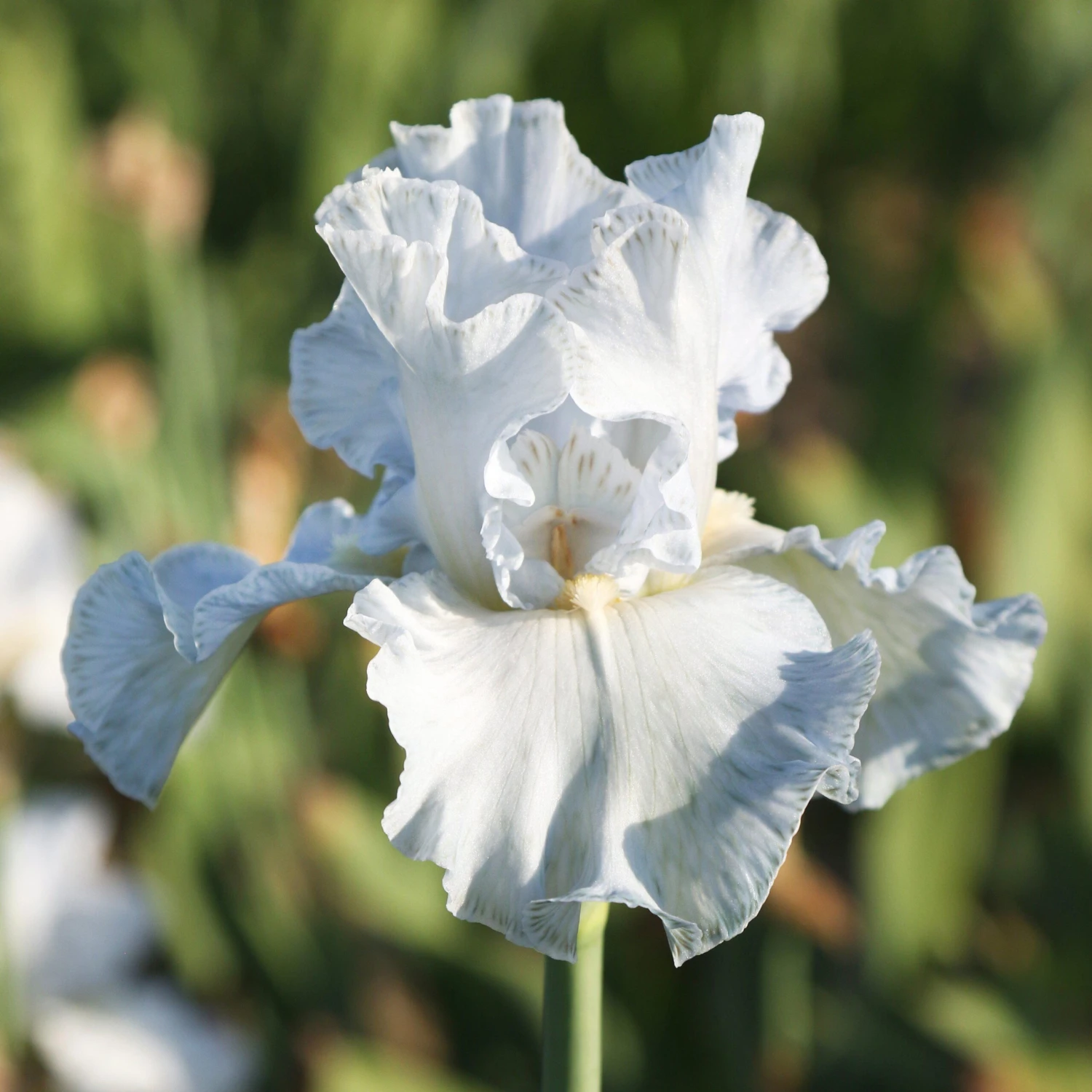 Bearded Iris - Califlora Navajo Jewel (Reblooming) - Image 2