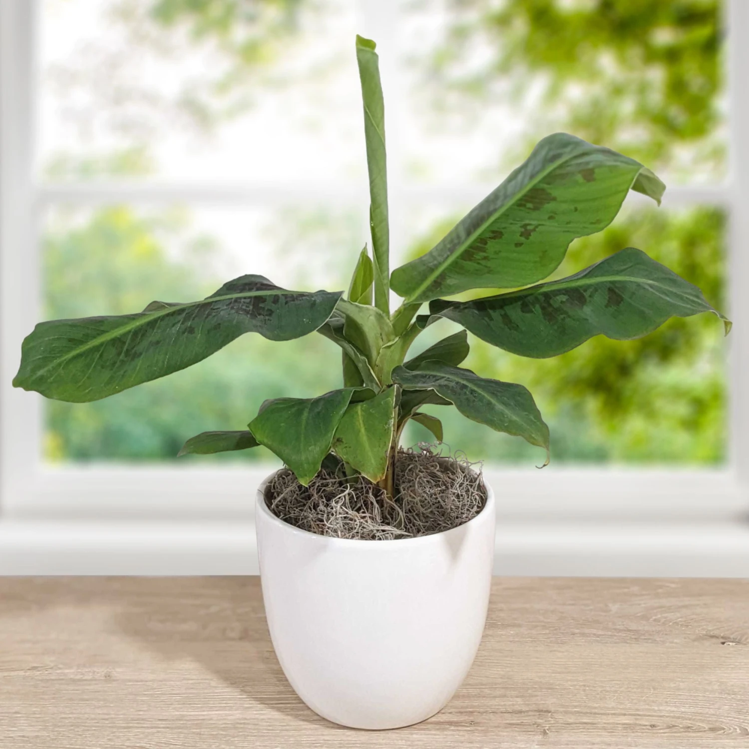 Banana - Dwarf Banana Houseplant