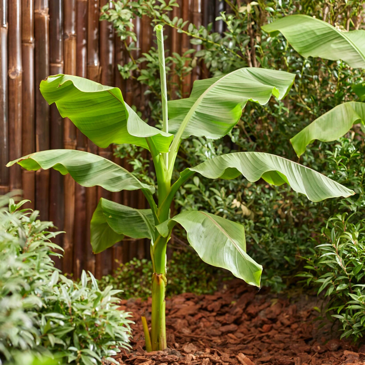 Banana - Musa Basjoo 2 Pack