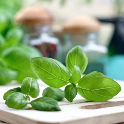 Basil - Sweet Italian 2 Pack