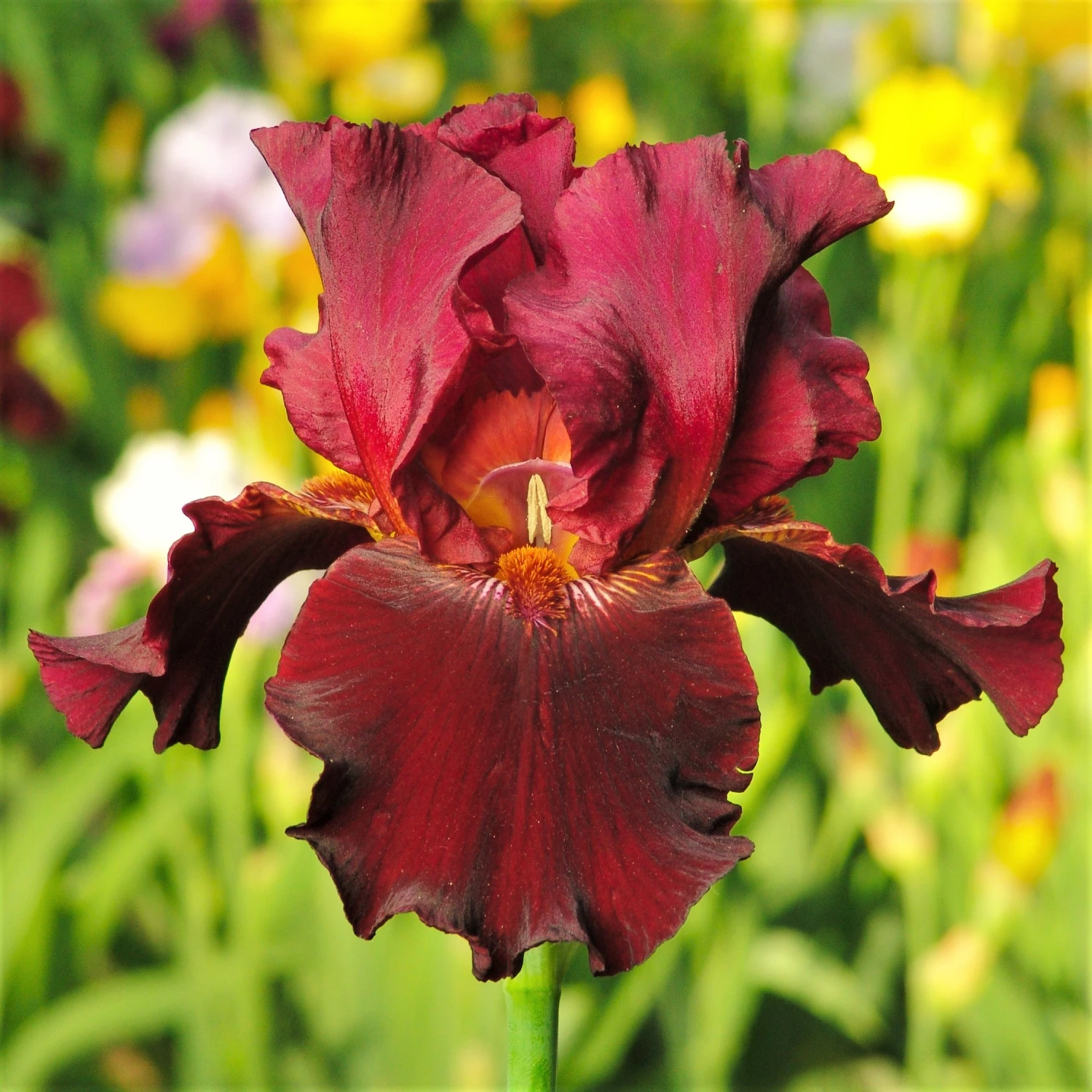 Bearded Iris - Califlora Colorful Crop Mix (Reblooming) - Image 3