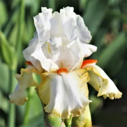 Bearded Iris - Califlora Halloween Halo (Reblooming)