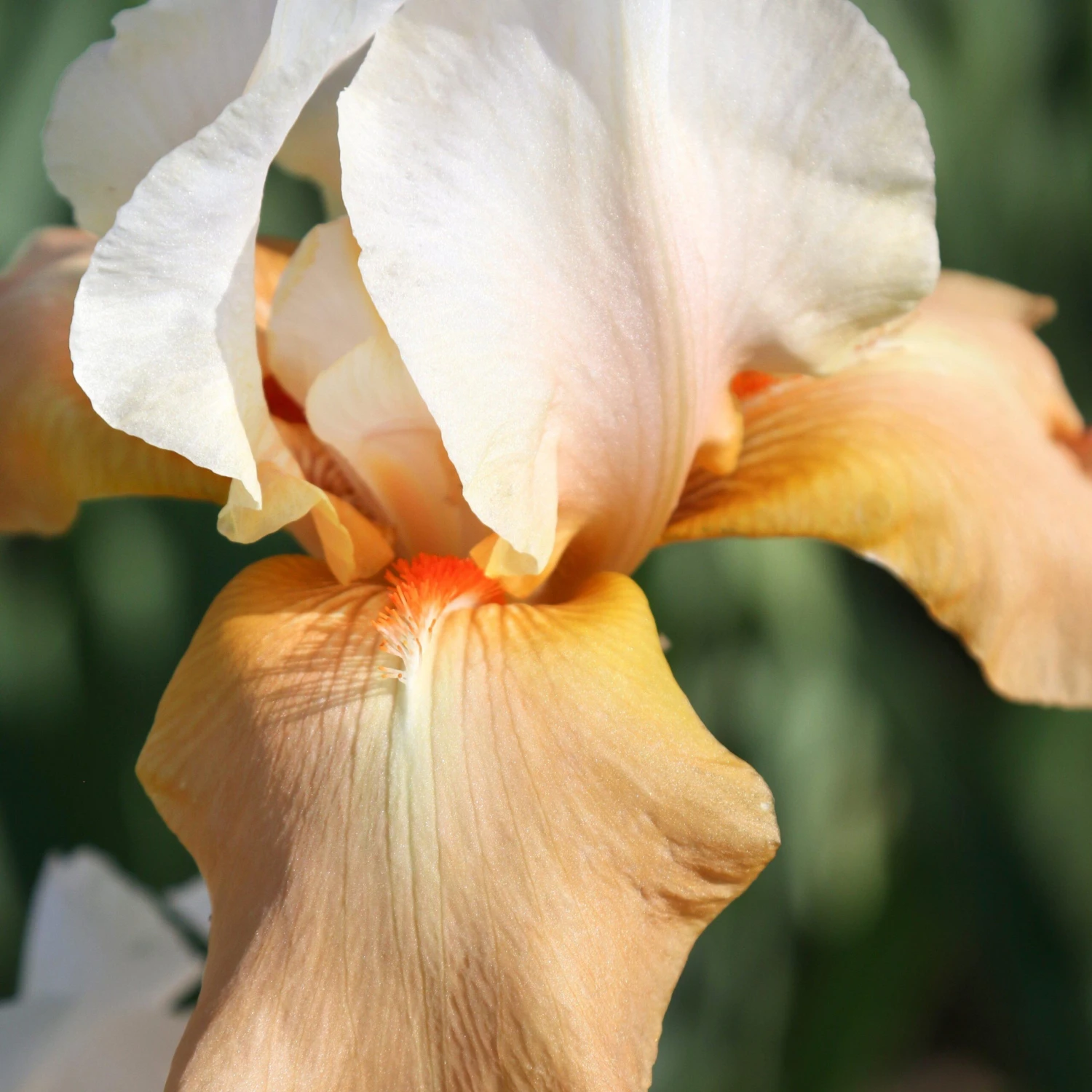 Bearded Iris - Califlora Invitation (Reblooming) - Image 3