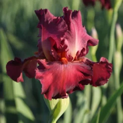 Bearded Iris - Califlora Lady Friend (Reblooming)