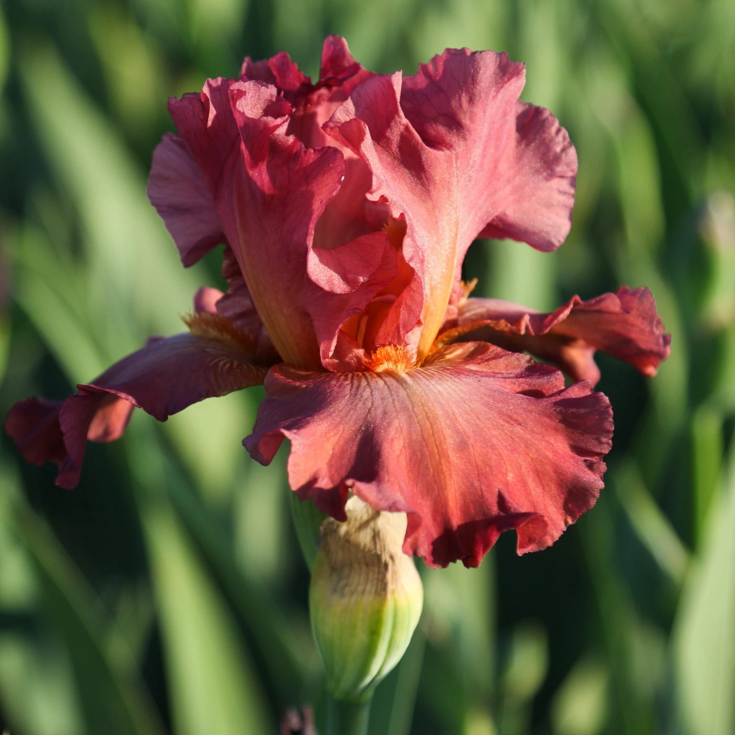 Bearded Iris - Califlora Lady Friend (Reblooming) - Image 2