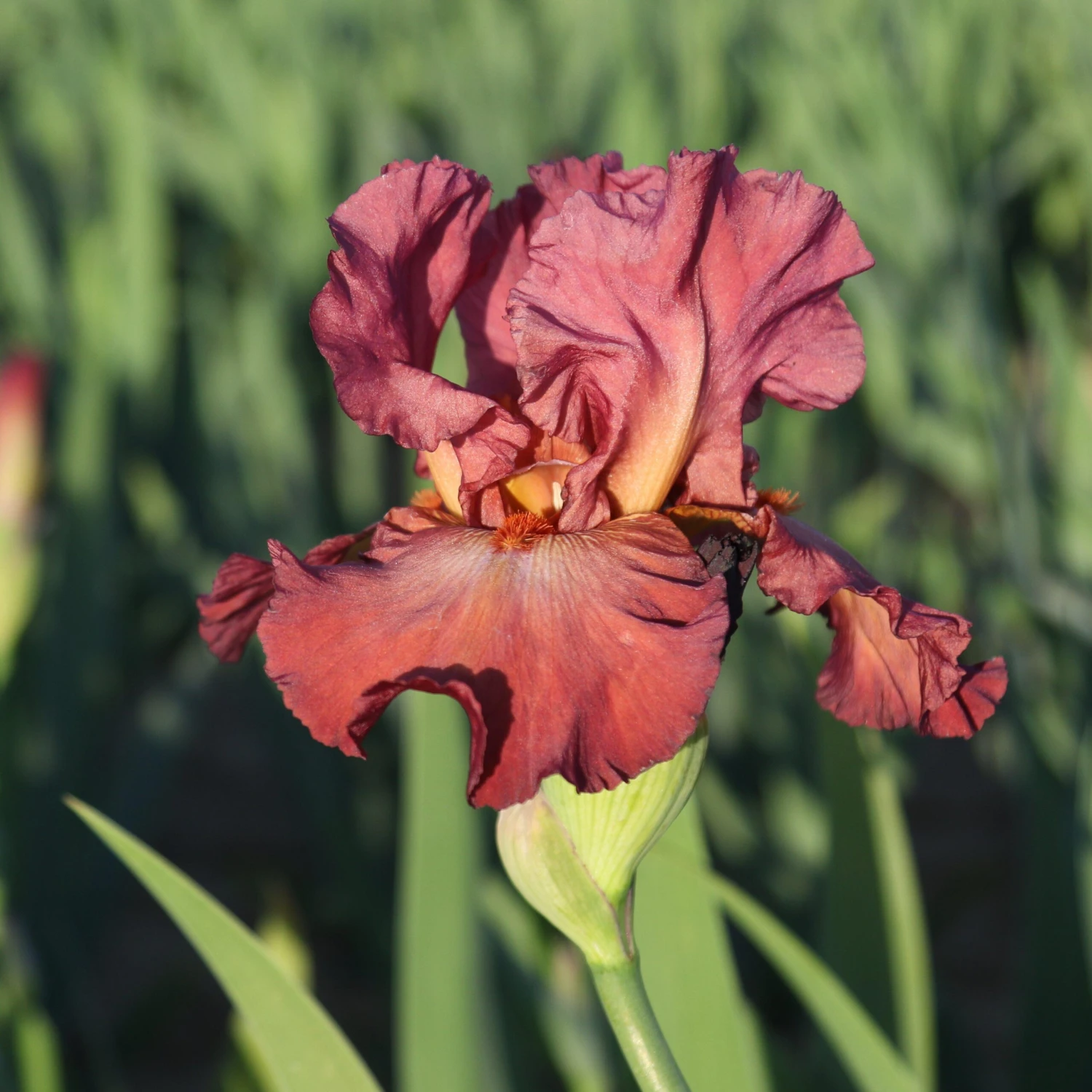 Bearded Iris - Califlora Lady Friend (Reblooming) - Image 3