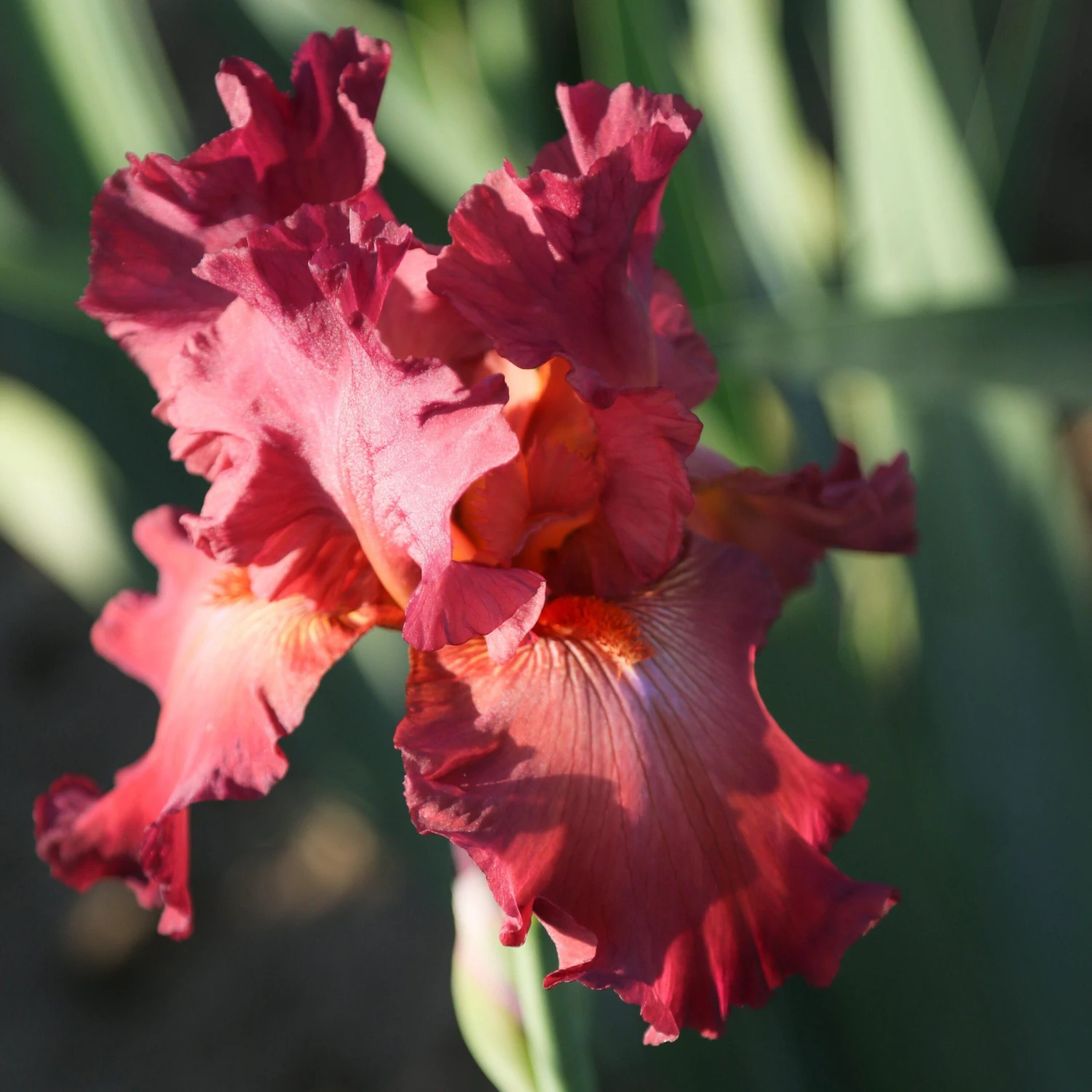 Bearded Iris - Califlora Lady Friend (Reblooming) - Image 4