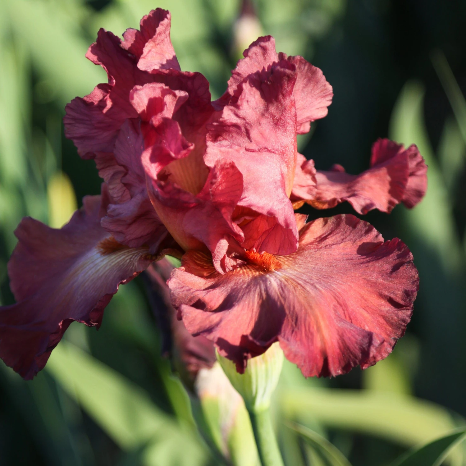 Bearded Iris - Califlora Lady Friend (Reblooming) - Image 5