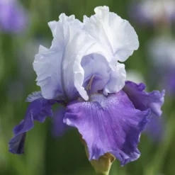 Bearded Iris - Califlora Mariposa Skies (Reblooming)