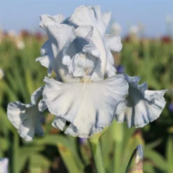 Bearded Iris - Califlora Navajo Jewel (Reblooming)