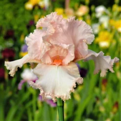 Bearded Iris - Califlora October Splendor (Reblooming)