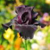 Bearded Iris - Califlora Superstition (Reblooming)