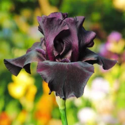 Bearded Iris - Califlora Superstition (Reblooming)