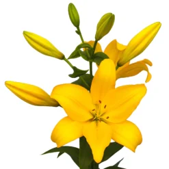 Lilium - LA Lily Hybrid Beau Soleil