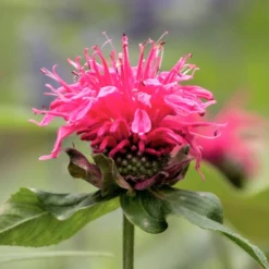 Bee Balm - Pink Lace 3 Pack