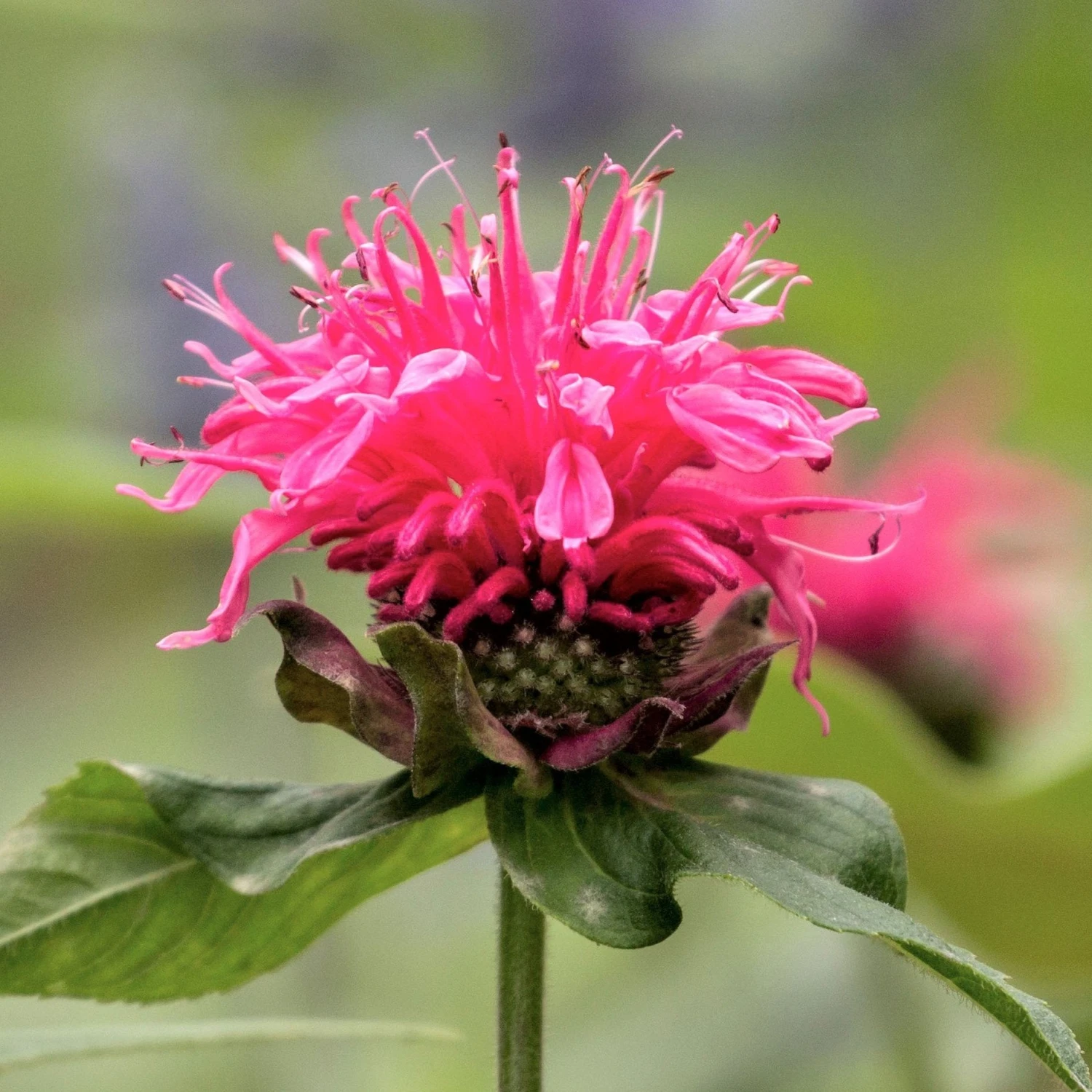 Bee Balm - Pink Lace 3 Pack