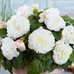 Begonia - Giant Ruffled White
