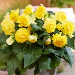 Begonia - Giant Ruffled Yellow