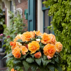 Begonia - Picotee Lace Apricot
