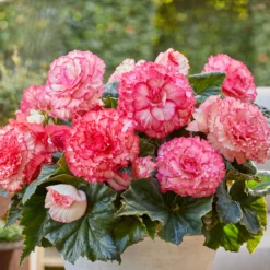 Begonia - Picotee White Pink