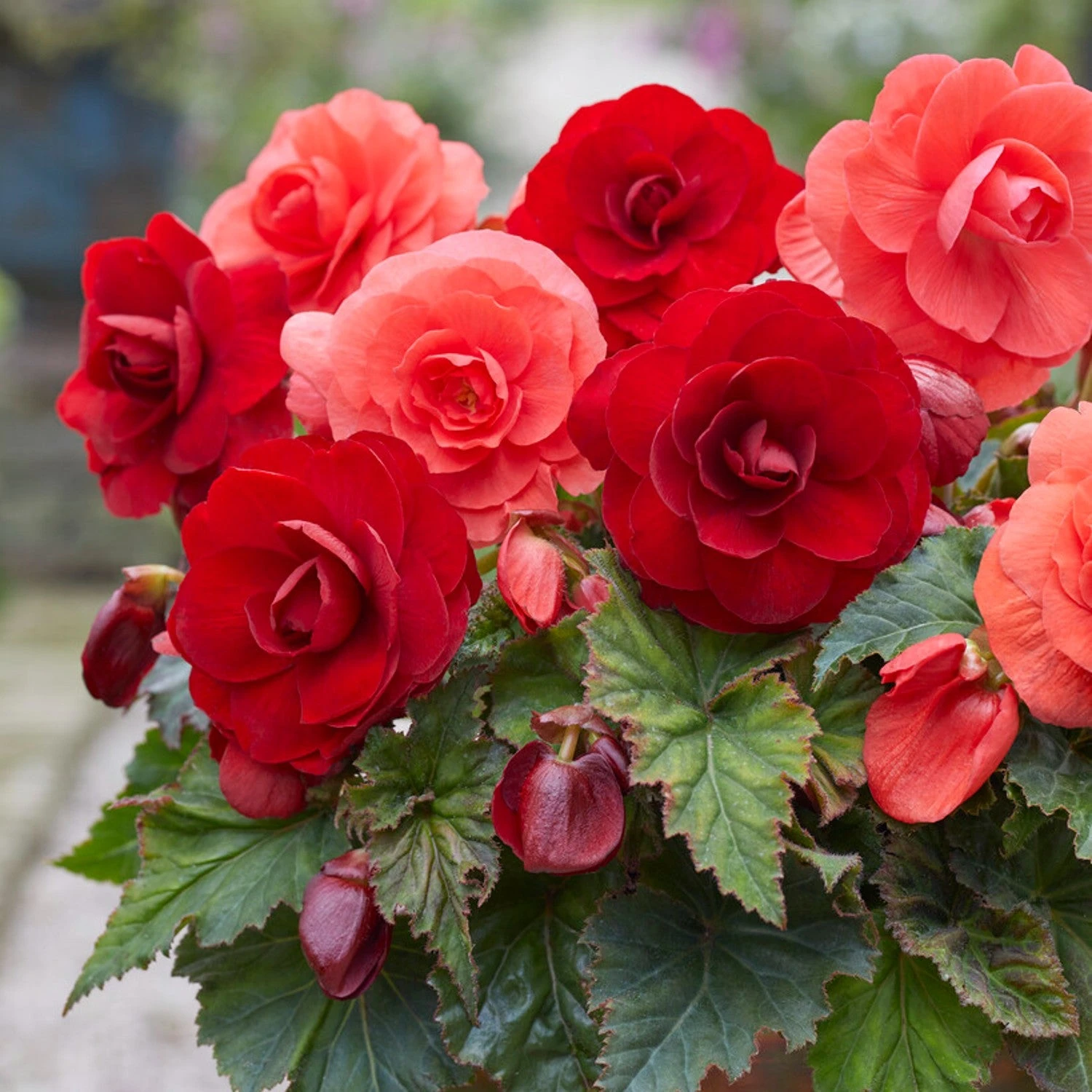 Begonia - Roseform Scarlet Mix