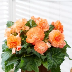Begonia - Giant Ruffled Apricot