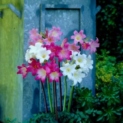 Belladonna Lily - Naked Lady Collection