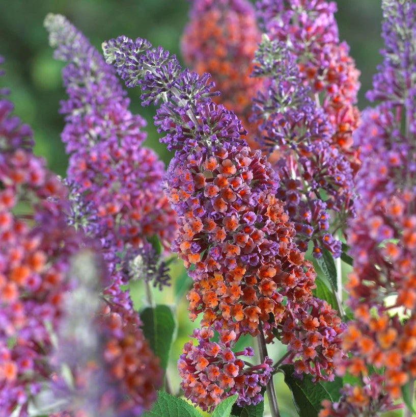 Buddleia - Butterfly Bush Bicolor 3 Pack - Image 2