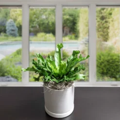 Fern - Bird's Nest Nidus Houseplant