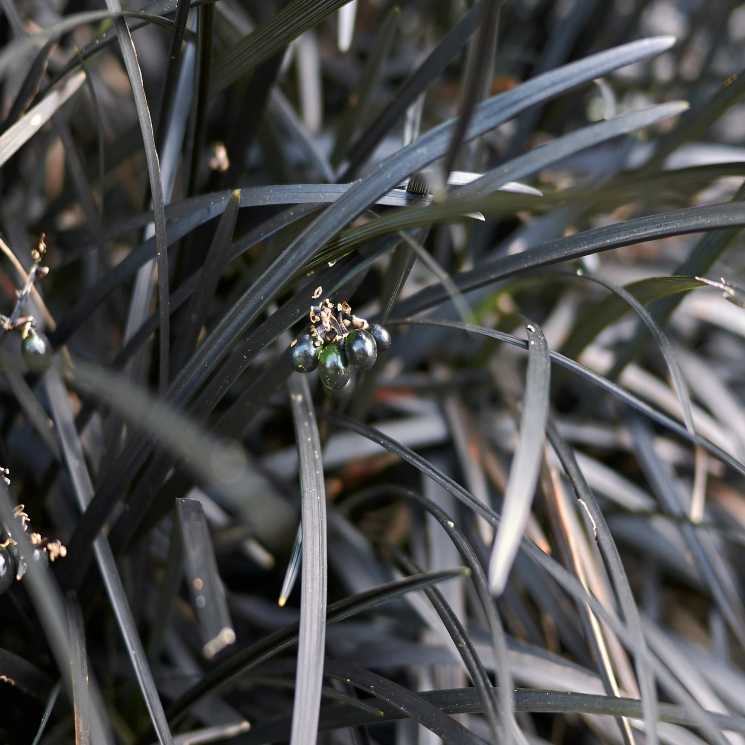 Ophiopogon - Black Mondo Grass 3 Pack - Image 2