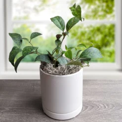 Black Pagoda Lipstick Plant Houseplant