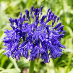Agapanthus - Black Buddhist