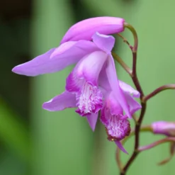 Bletilla Striata - Hardy Ground Orchid
