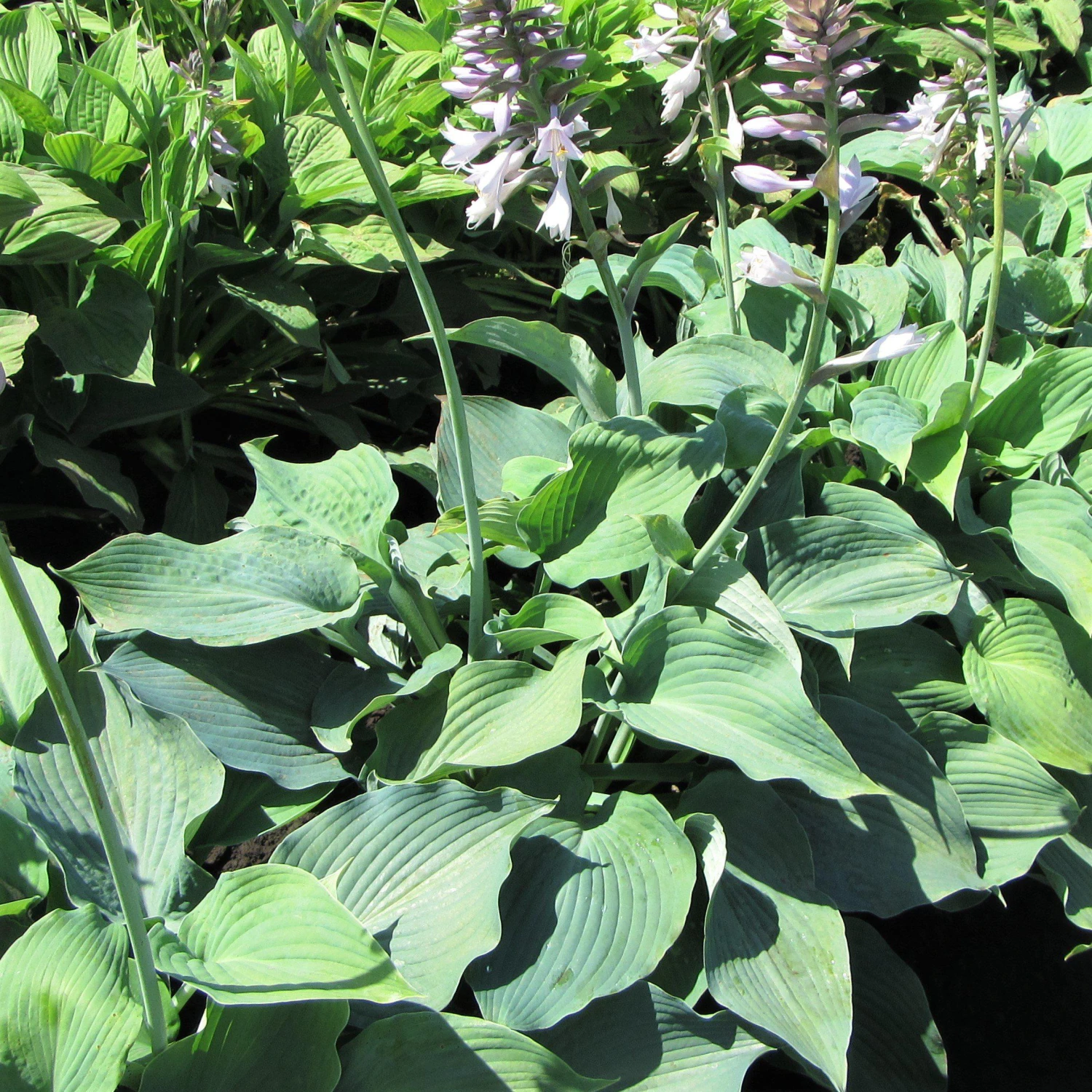 Hosta - Blue Angel - Image 3