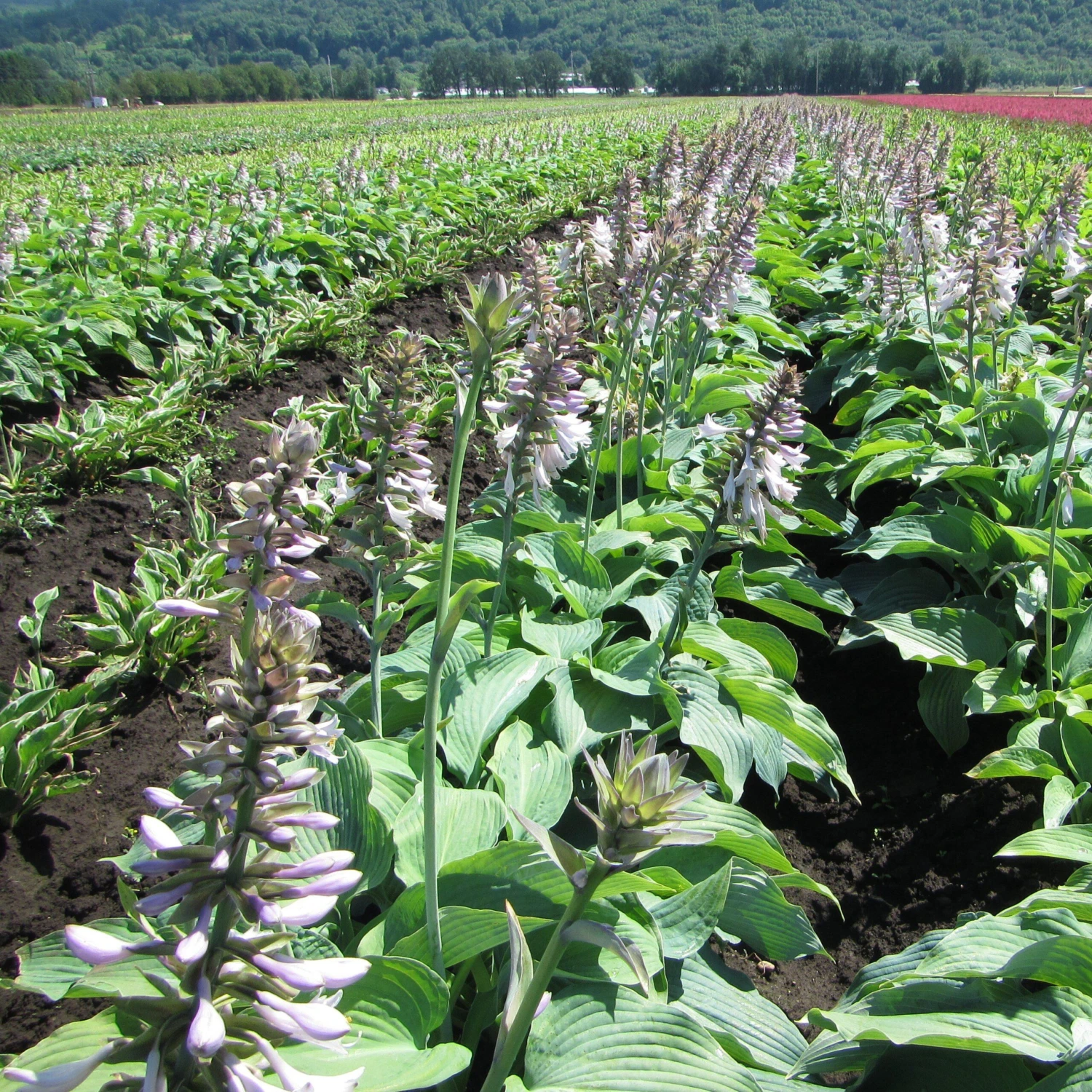 Hosta - Blue Angel - Image 2